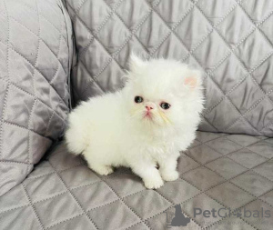 Photo №1. persian cat - for sale in the city of Reykjavík | Is free | Announcement № 57209