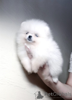 Photo №3. Pomeranian puppies. Germany