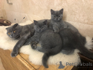 Photo №2 to announcement № 135283 for the sale of scottish fold - buy in Czech Republic 
