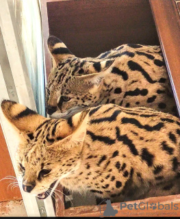 Photo №1. savannah cat - for sale in the city of Odessa | 5500$ | Announcement № 68566