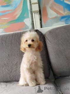 Photo №1. poodle (dwarf) - for sale in the city of Kragujevac | 413$ | Announcement № 155965