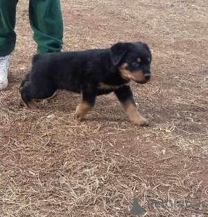 Photo №1. non-pedigree dogs - for sale in the city of Бржецлав | negotiated | Announcement № 96505