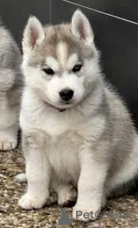 Photo №3. Siberian Husky puppies for sale. Netherlands