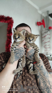 Additional photos: Serval kittens