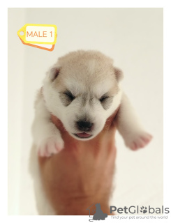 Photo №2 to announcement № 114717 for the sale of siberian husky - buy in Serbia 