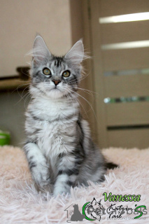 Photo №2 to announcement № 10382 for the sale of maine coon - buy in Russian Federation private announcement, from nursery, breeder