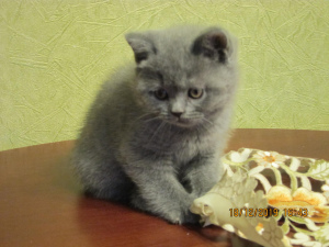 Photo №4. I will sell british shorthair in the city of St. Petersburg. from nursery, breeder - price - 242$