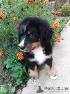 Photo №2 to announcement № 13287 for the sale of bernese mountain dog - buy in Russian Federation private announcement