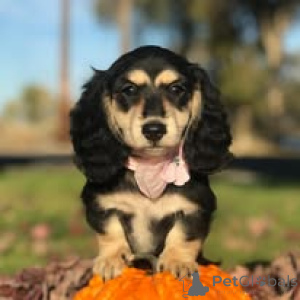 Photo №1. dachshund - for sale in the city of Villiers-Sur-Marne | 723$ | Announcement № 164319