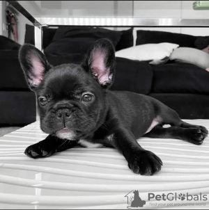 Photo №1. french bulldog - for sale in the city of Tallinn | negotiated | Announcement № 127503