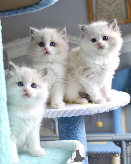 Photo №1. ragdoll - for sale in the city of Dusseldorf | Is free | Announcement № 160189