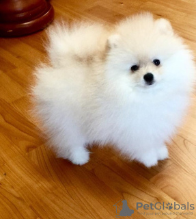 Additional photos: Playful Pomeranian puppies