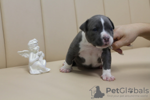 Photo №1. staffordshire bull terrier - for sale in the city of Kishinev | 845$ | Announcement № 62653