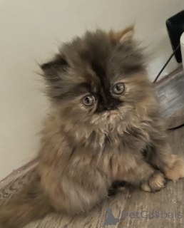 Photo №2 to announcement № 172457 for the sale of persian cat - buy in Spain 
