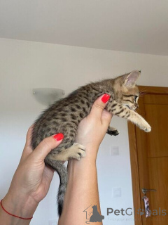 Photo №1. savannah cat - for sale in the city of Badenheim | negotiated | Announcement № 170326