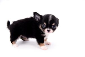 Photo №1. chihuahua - for sale in the city of Warsaw | Is free | Announcement № 4994