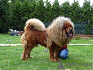 Additional photos: Tibetan mastiff