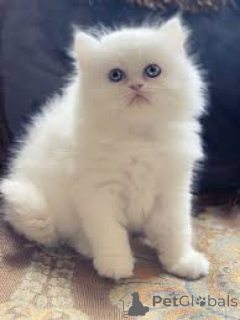 Photo №1. persian cat - for sale in the city of Marseilles | 516$ | Announcement № 165917
