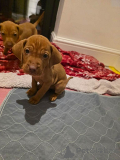 Photo №1. vizsla - for sale in the city of Hong Kong | negotiated | Announcement № 166931