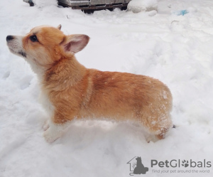 Photo №3. Welsh corgi pembroke. Ukraine