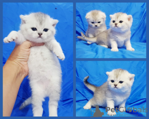 Photo №1. scottish fold - for sale in the city of Minsk | negotiated | Announcement № 98272