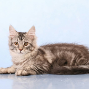 Photo №1. maine coon - for sale in the city of Chelyabinsk | 332$ | Announcement № 1453