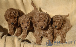 Photo №3. Red dwarf poodle. Serbia