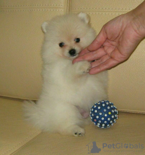 Photo №2 to announcement № 62446 for the sale of pomeranian - buy in Belarus from nursery