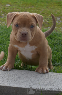 Photo №4. I will sell american bully in the city of Москва. from nursery - price - negotiated