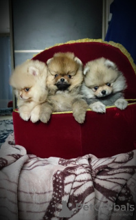 Photo №2 to announcement № 92850 for the sale of pomeranian - buy in Belarus breeder