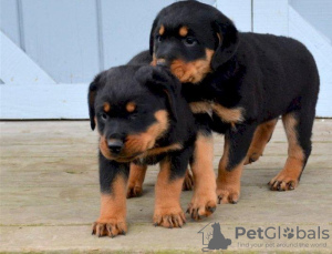 Photo №1. rottweiler - for sale in the city of Дублин | 400$ | Announcement № 58330