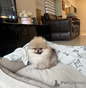 Photo №1. pomeranian - for sale in the city of Berlin | 379$ | Announcement № 167355