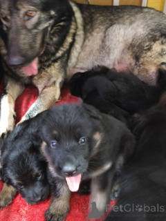 Photo №2 to announcement № 164937 for the sale of saarloos wolfdog - buy in Estonia private announcement