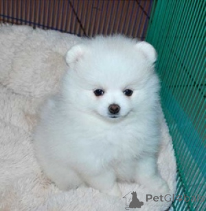 Photo №1. pomeranian - for sale in the city of Bern | 310$ | Announcement № 160241