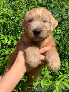 Photo №4. I will sell soft-coated wheaten terrier in the city of Birobidzhan. private announcement - price - 521$