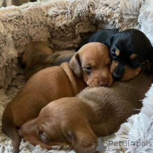 Photo №2 to announcement № 147663 for the sale of dachshund - buy in Spain breeder