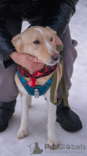 Photo №3. The dog is in good hands. Russian Federation