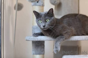 Photo №2 to announcement № 173683 for the sale of russian blue - buy in Denmark private announcement, breeder