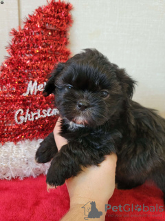 Photo №4. I will sell shih tzu in the city of Bergheim.  - price - negotiated