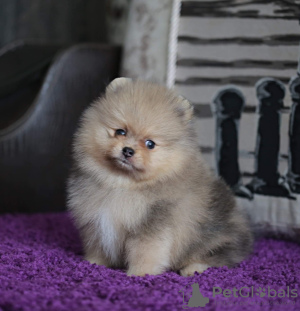 Photo №3. Teacup Pomeranian puppies, male and female for sale. Romania