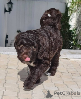 Photo №2 to announcement № 160973 for the sale of portuguese water dog - buy in France private announcement, breeder