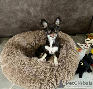 Photo №2 to announcement № 105040 for the sale of chihuahua - buy in Germany from nursery