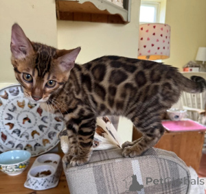 Photo №1. bengal cat - for sale in the city of Oyten | 361$ | Announcement № 177562