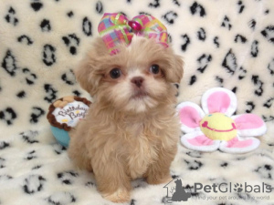 Photo №1. shih tzu - for sale in the city of San Francisco | Is free | Announcement № 124117