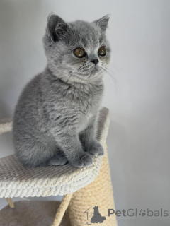 Photo №2 to announcement № 169872 for the sale of british shorthair - buy in Czech Republic breeder