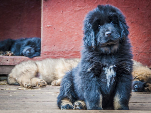 Photo №4. I will sell tibetan mastiff in the city of Nizhny Novgorod. breeder - price - 402$