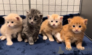Photo №3. Maine Coon Kittens Available for Rehoming. United States