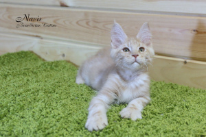 Photo №1. maine coon - for sale in the city of Minsk | 330$ | Announcement № 4946