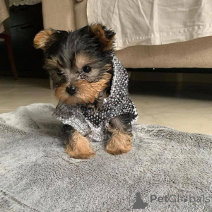 Photo №1. yorkshire terrier - for sale in the city of Delsbo | negotiated | Announcement № 157330