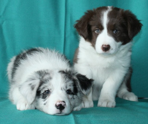Photo №1. border collie - for sale in the city of Lviv | 1000$ | Announcement № 545